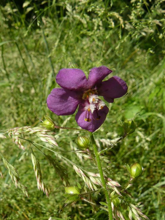fiore viola con pistilli piumosi - Verbascum phoeniceum